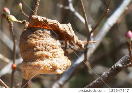 Wolf's egg Wolf's egg 123647347