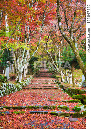慶禦寺 2023年深秋 123647362