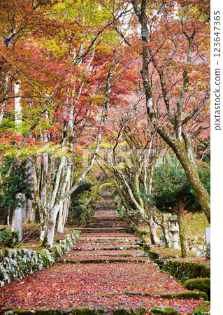 慶禦寺 2023年深秋 123647365