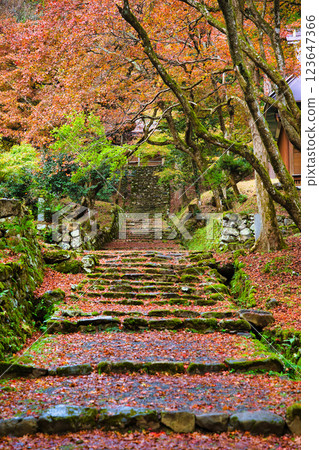 慶禦寺 2023年深秋 慶禦寺 2023年深秋 123647366