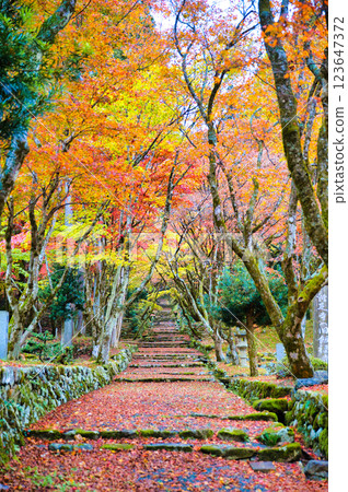 慶禦寺 2023年深秋 慶禦寺 2023年深秋 123647372