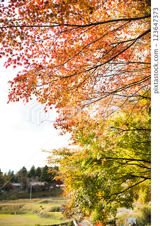 Keisokuji Temple 2023 Late Autumn 123647373