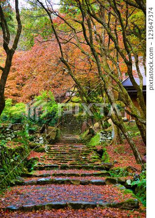 慶禦寺 2023年深秋 慶禦寺 2023年深秋 123647374