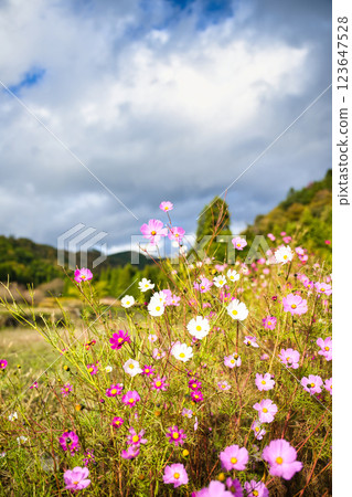 Cosmos at Keisokuji Temple 123647528