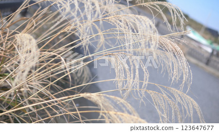 芒草 芒草 123647677