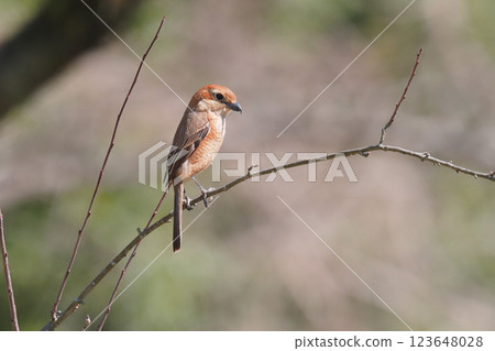 Moss (female) 123648028