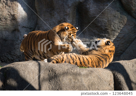playful tiger brother 123648045