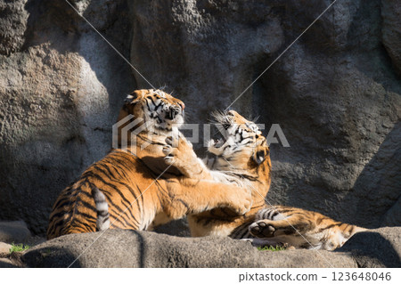 playful tiger brother playful tiger brother 123648046