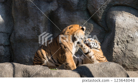 playful tiger brother 123648048