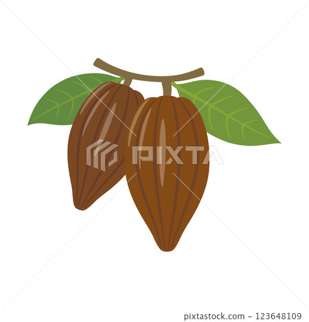 Illustration of cocoa beans with leaves Illustration of cocoa beans with leaves 123648109
