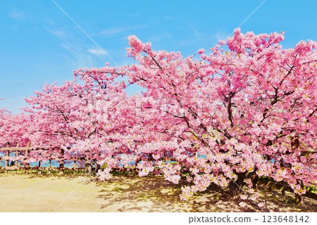初春時節，上關城山歷史公園的河津櫻花盛開 123648142