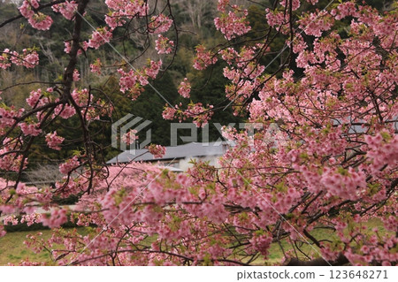 Cherry blossoms in full bloom in the south Cherry blossoms in full bloom in the south 123648271