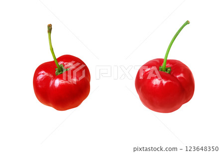 Acerola 插圖逼真的白色背景 123648350