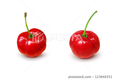 Acerola 插圖逼真的白色背景 123648351