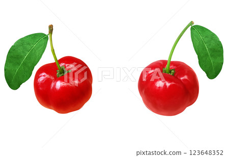西印度櫻桃插圖，逼真，白色背景 123648352
