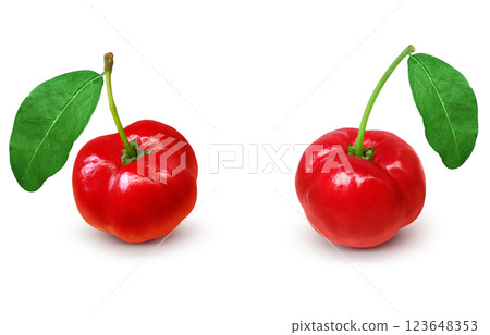 Acerola illustration realistic white background 123648353