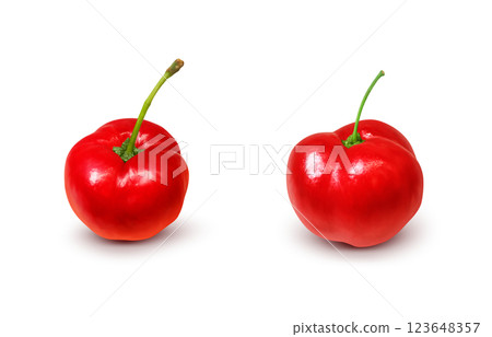 Acerola 插圖逼真的白色背景 123648357