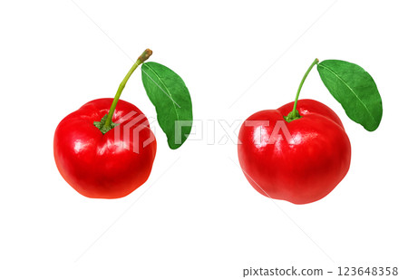 Acerola 插圖逼真的白色背景 123648358