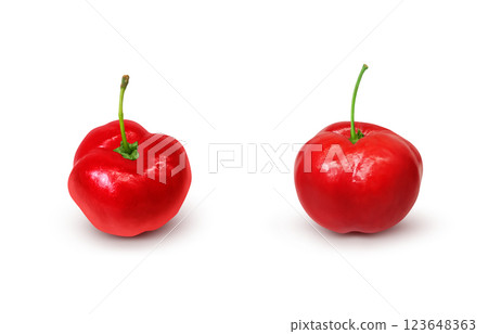 西印度櫻桃插圖，逼真，白色背景 123648363