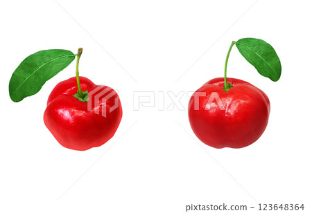 Acerola 插圖逼真的白色背景 123648364