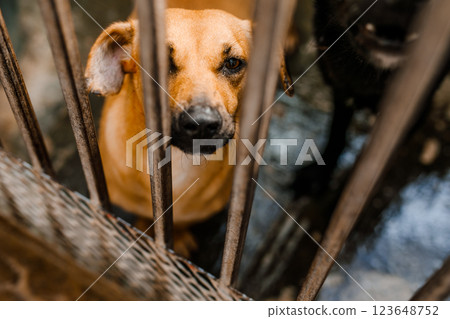 A sad stray dog sits in a dirty cage at the shelter, looking forlorn A sad stray dog sits in a dirty cage at the shelter, looking forlorn 123648752
