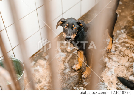 A sad stray dog sits in a dirty cage at the shelter, looking forlorn 123648754