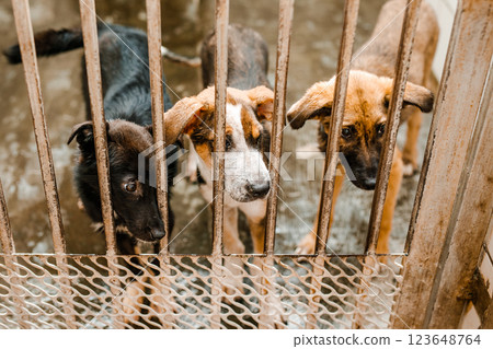 A sad stray dog sits in a dirty cage at the shelter, looking forlorn 123648764