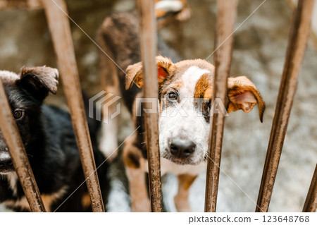 A sorrowful stray dog sits in a grimy cage in the shelter, looking pitiful A sorrowful stray dog sits in a grimy cage in the shelter, looking pitiful 123648768