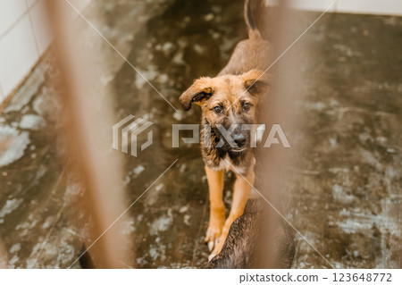 A sorrowful stray dog sits in a grimy cage in the shelter, looking pitiful A sorrowful stray dog sits in a grimy cage in the shelter, looking pitiful 123648772
