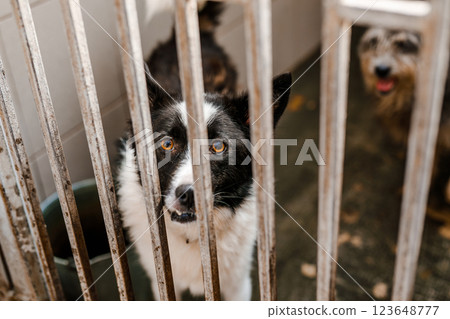 An unfortunate homeless dog stays in a dirty crate at the shelter, watching sadly An unfortunate homeless dog stays in a dirty crate at the shelter, watching sadly 123648777
