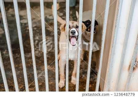 A miserable stray dog is sitting in a soiled cage at the shelter, staring sadly A miserable stray dog is sitting in a soiled cage at the shelter, staring sadly 123648779