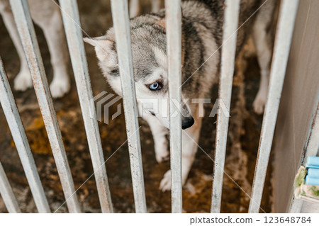 A sad stray dog sits in a dirty cage at the shelter, looking forlorn 123648784
