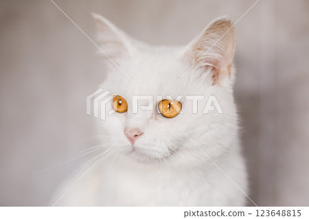 A suffering homeless cat sits in the shelter, looking mournfully and waiting for a family 123648815