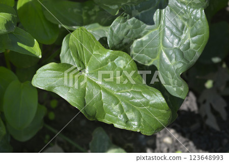 Arum lilies 123648993