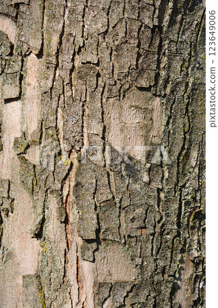 Silver maple 123649006