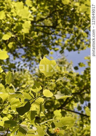 Tulip tree Tulip tree 123649017