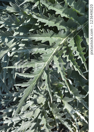 Artichoke thistle Artichoke thistle 123649020