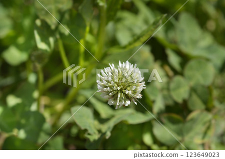 White clover 123649023