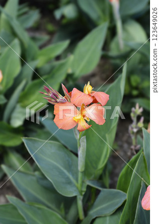 Canna lily Tropical Orange Canna lily Tropical Orange 123649026