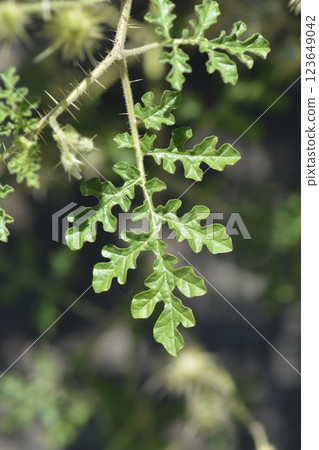 Watermelon Nightshade 123649042