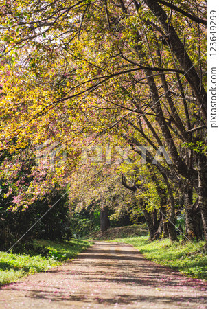 solo traveler in nature concept with country road with pink cherry blossom tree in springtime season solo traveler in nature concept with country road with pink cherry blossom tree in springtime season 123649299