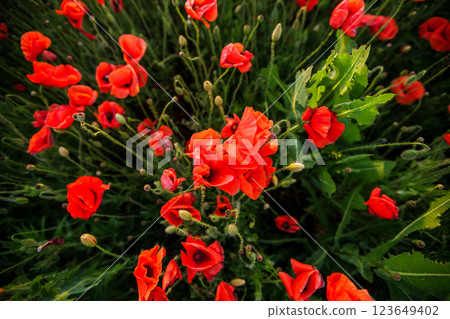 Bright red poppies with green stems growing in a field under a blue sky, wallpaper Bright red poppies with green stems growing in a field under a blue sky, wallpaper 123649402