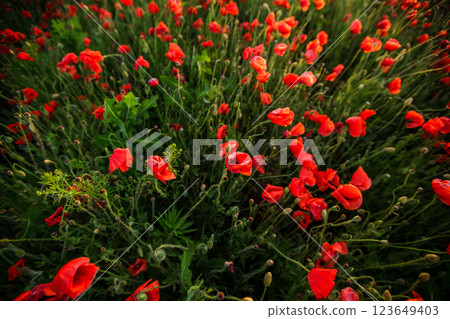 Bright red poppies with green stems growing in a field under a blue sky, wallpaper 123649403