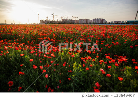 Bright red poppy field in front of a large stadium under construction in Krasnodar Bright red poppy field in front of a large stadium under construction in Krasnodar 123649407