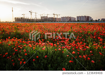 Bright red poppy field in front of a large stadium under construction in Krasnodar Bright red poppy field in front of a large stadium under construction in Krasnodar 123649408