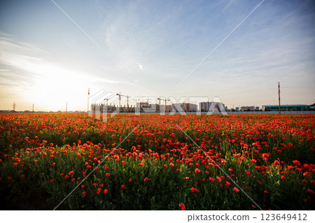 Bright red poppy field in front of a large stadium under construction in Krasnodar Bright red poppy field in front of a large stadium under construction in Krasnodar 123649412
