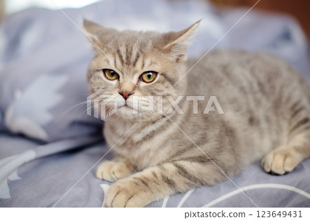 Small gray lop-eared British kitten plays on the bed at home Small gray lop-eared British kitten plays on the bed at home 123649431