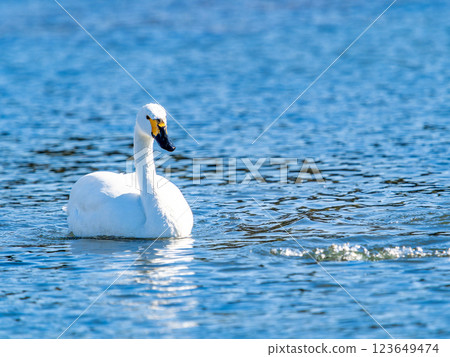 東京都荒川上過冬的優雅美麗的天鵝 123649474