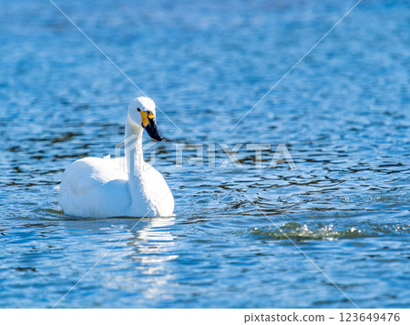 東京都荒川上過冬的優雅美麗的天鵝 123649476