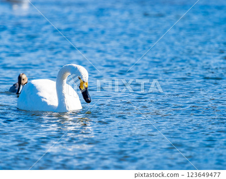 東京都荒川上過冬的優雅美麗的天鵝 123649477